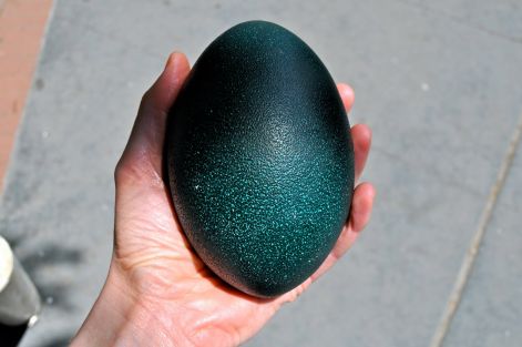 emu-egg.jpg